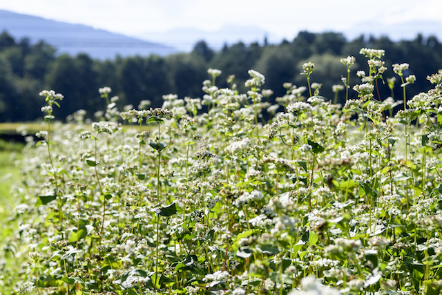 霧下のソバ畑