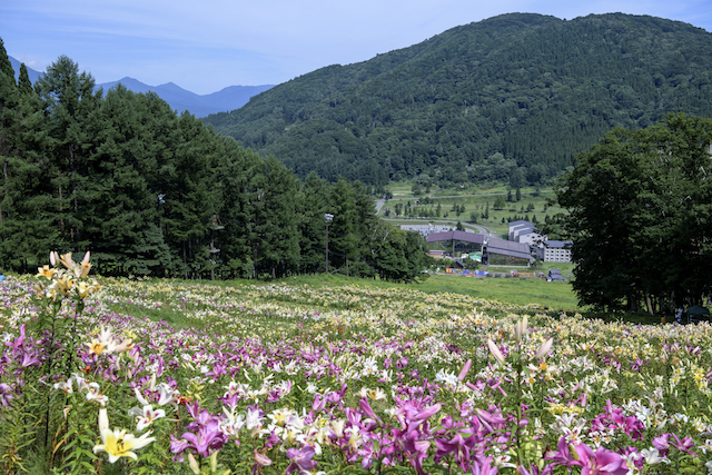 100万輪のゆり園
