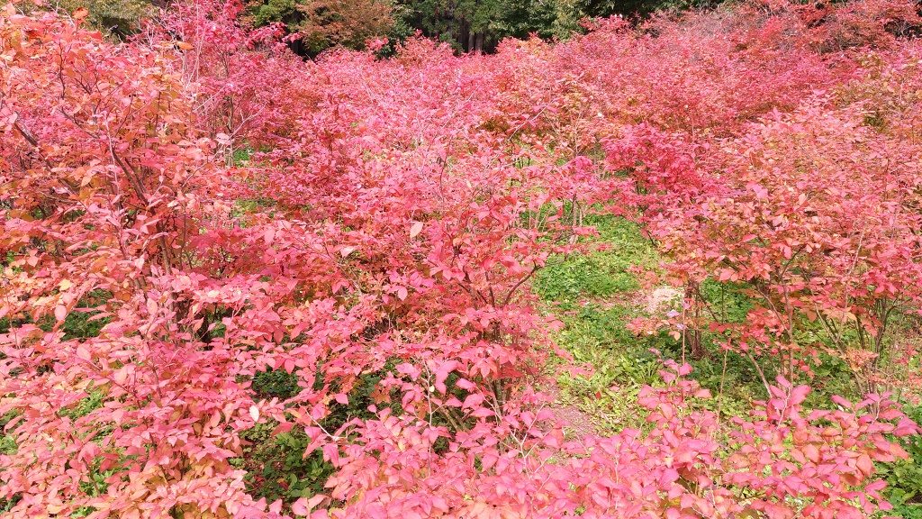 ぶんぶく茶釜の実・ナツハゼ
